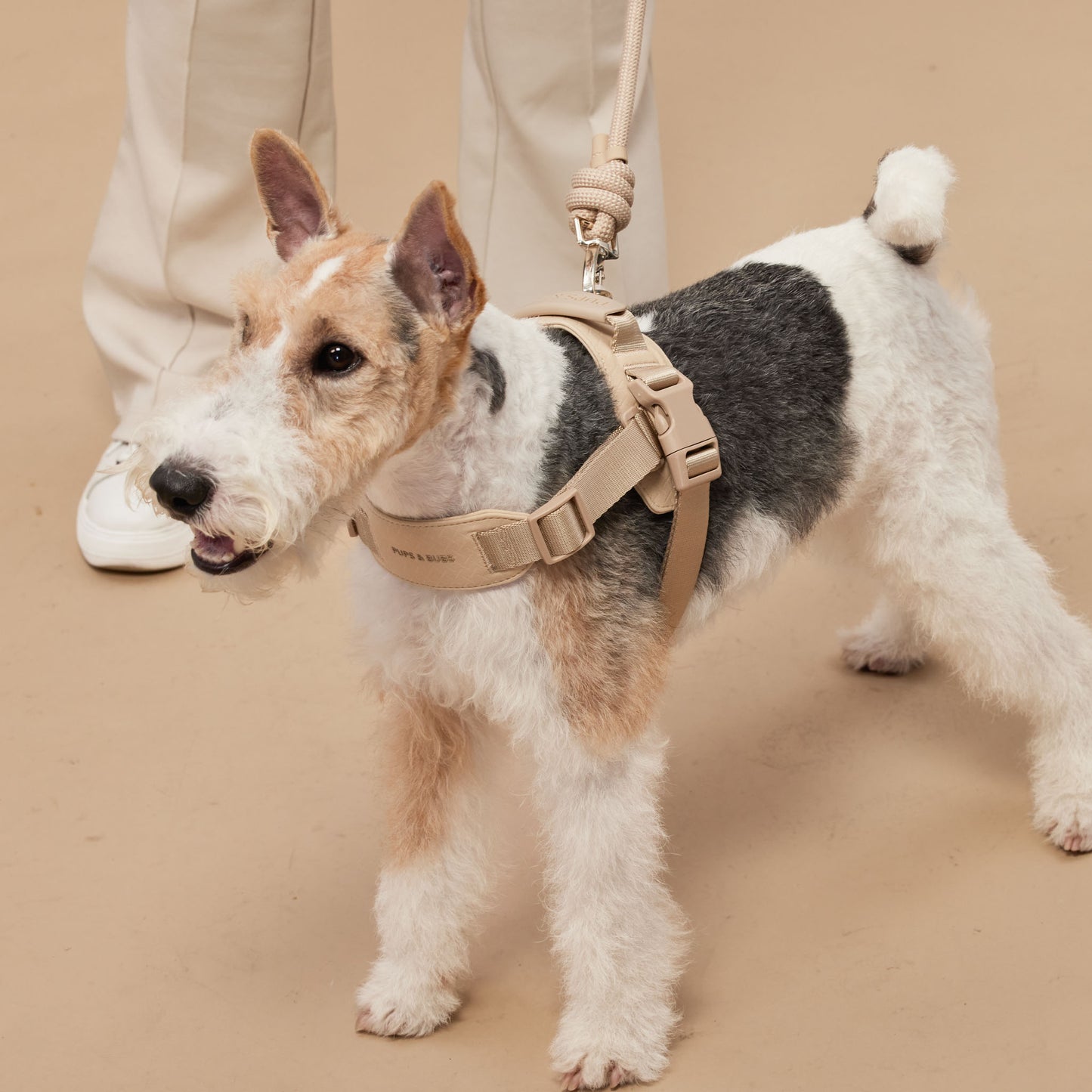 ROVER // harness