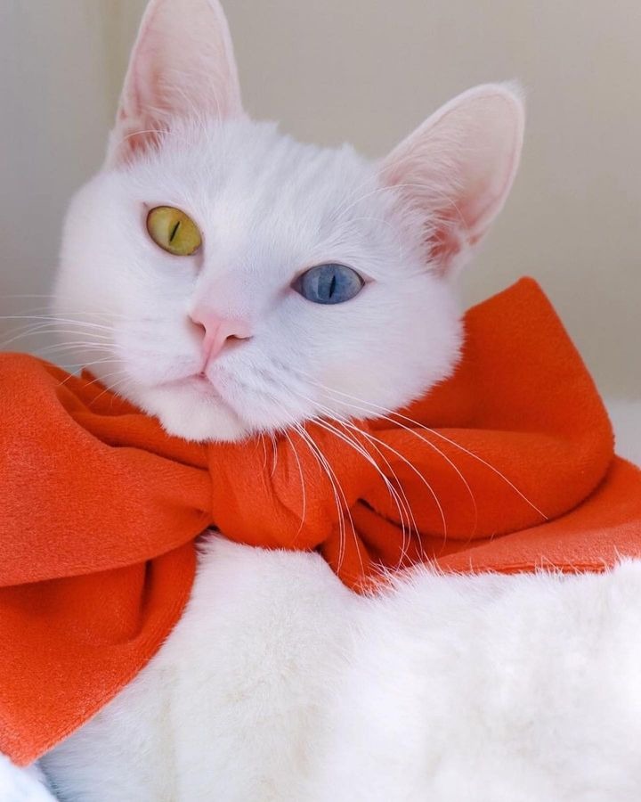 Terracotta Velvet Bows