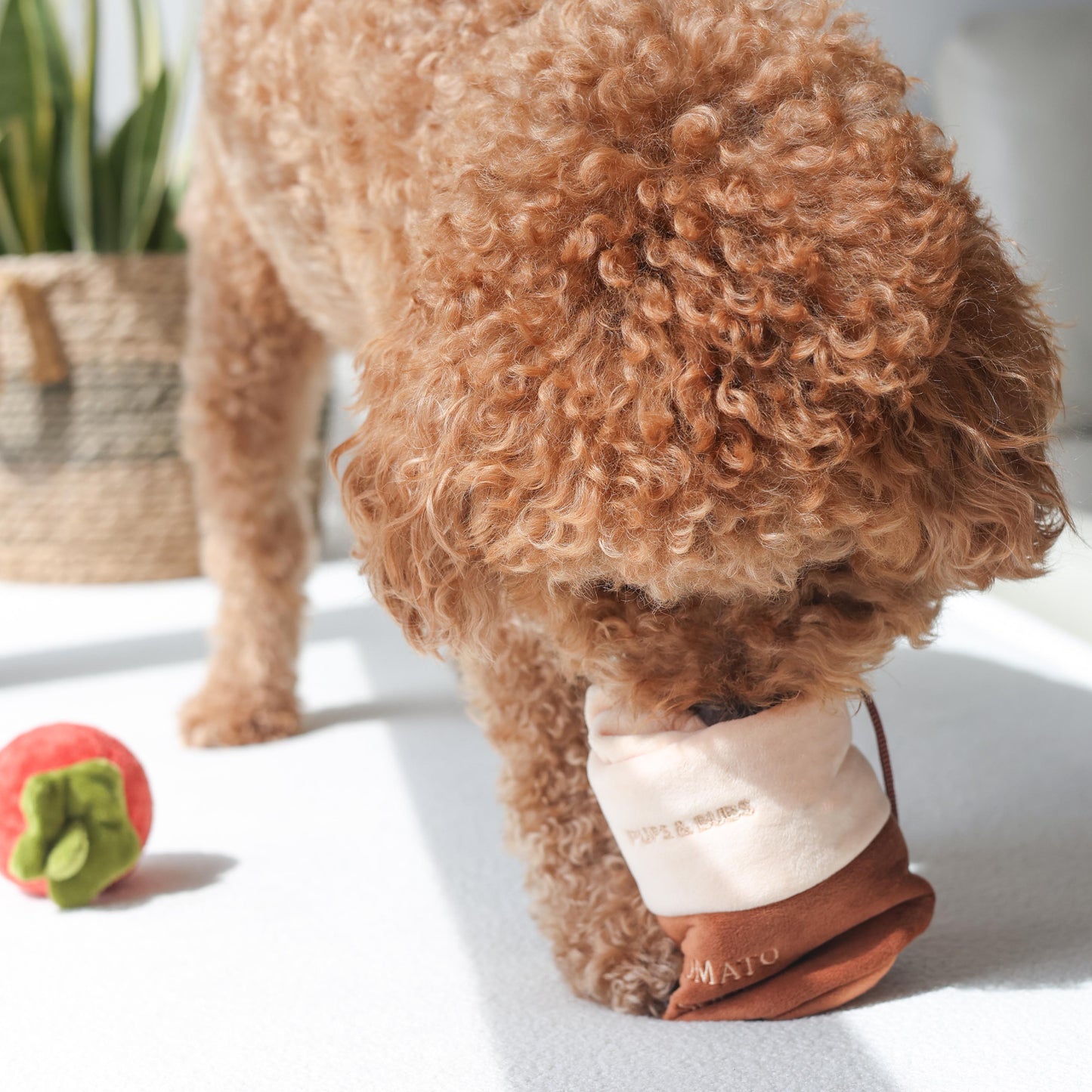 TOMATO SOUP // nosework toy