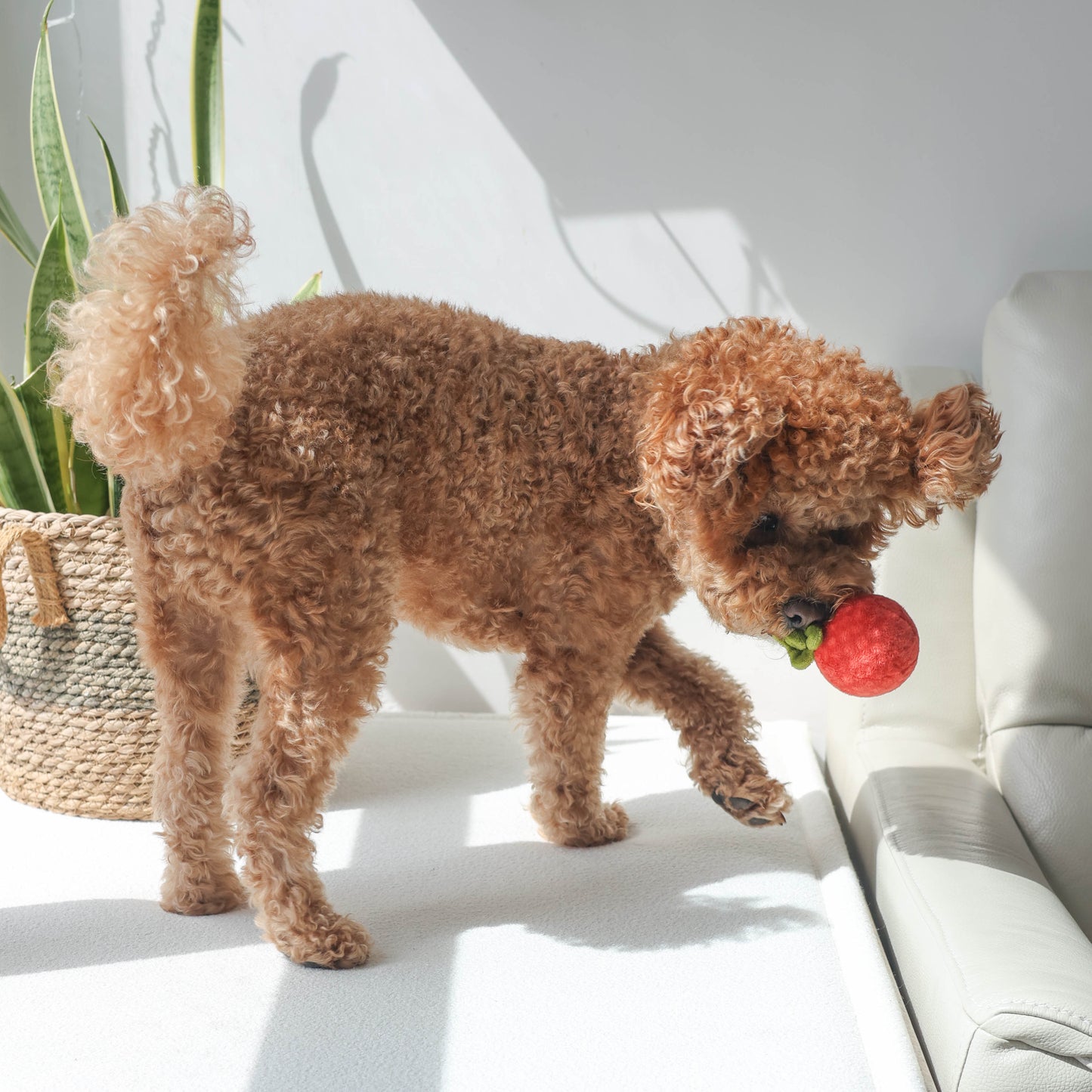 TOMATO SOUP // nosework toy