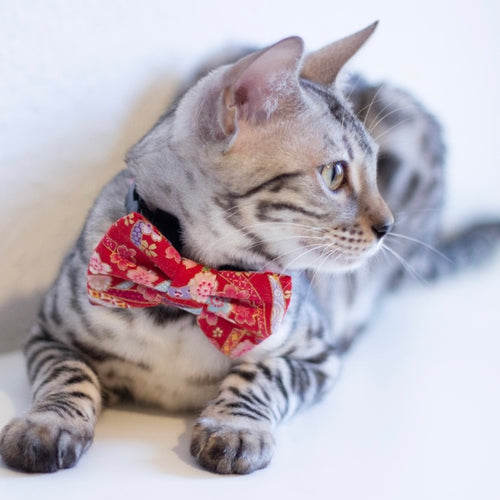 OBI RIBBON // bow