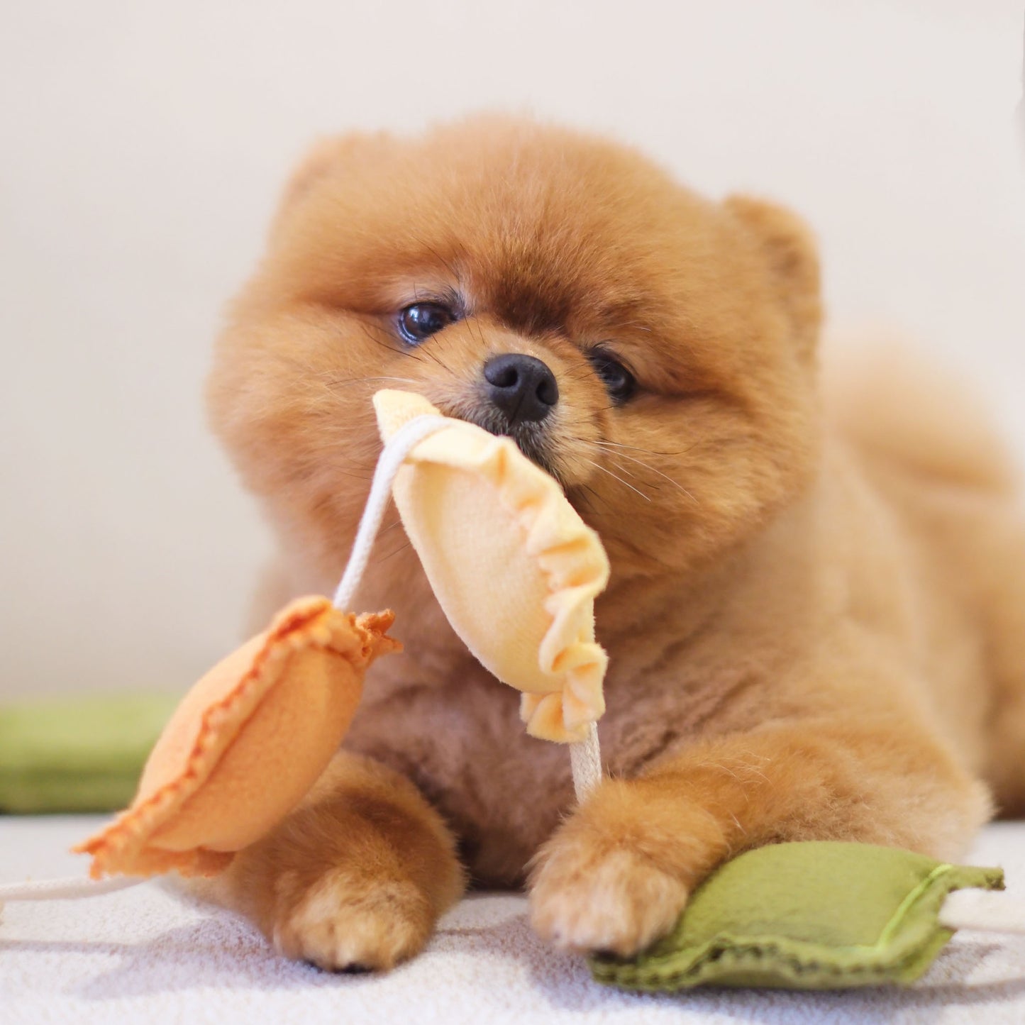RAVIOLI // nosework toy
