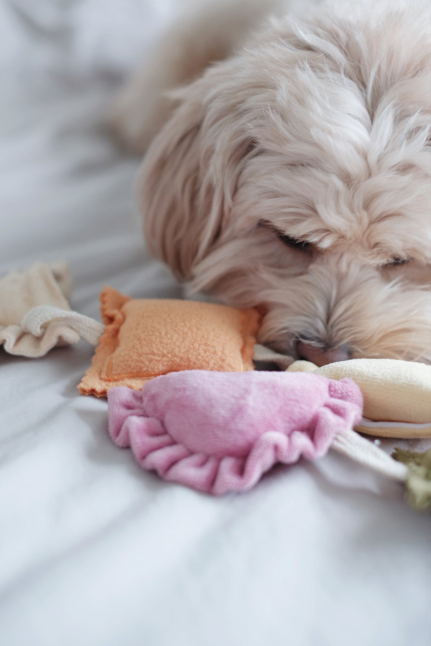 RAVIOLI // nosework toy