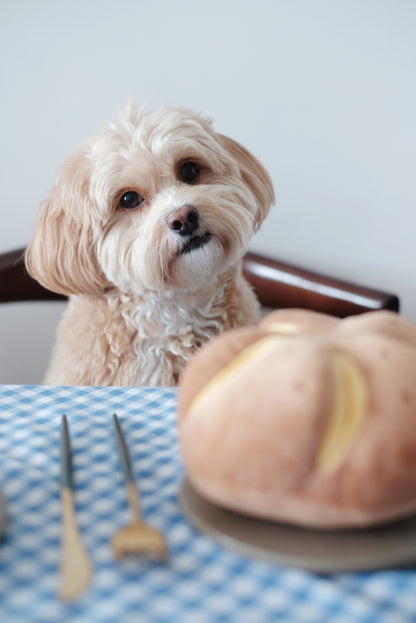 CHEESY BREAD // nosework toy