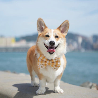 DAISY DAYS SUN // bow