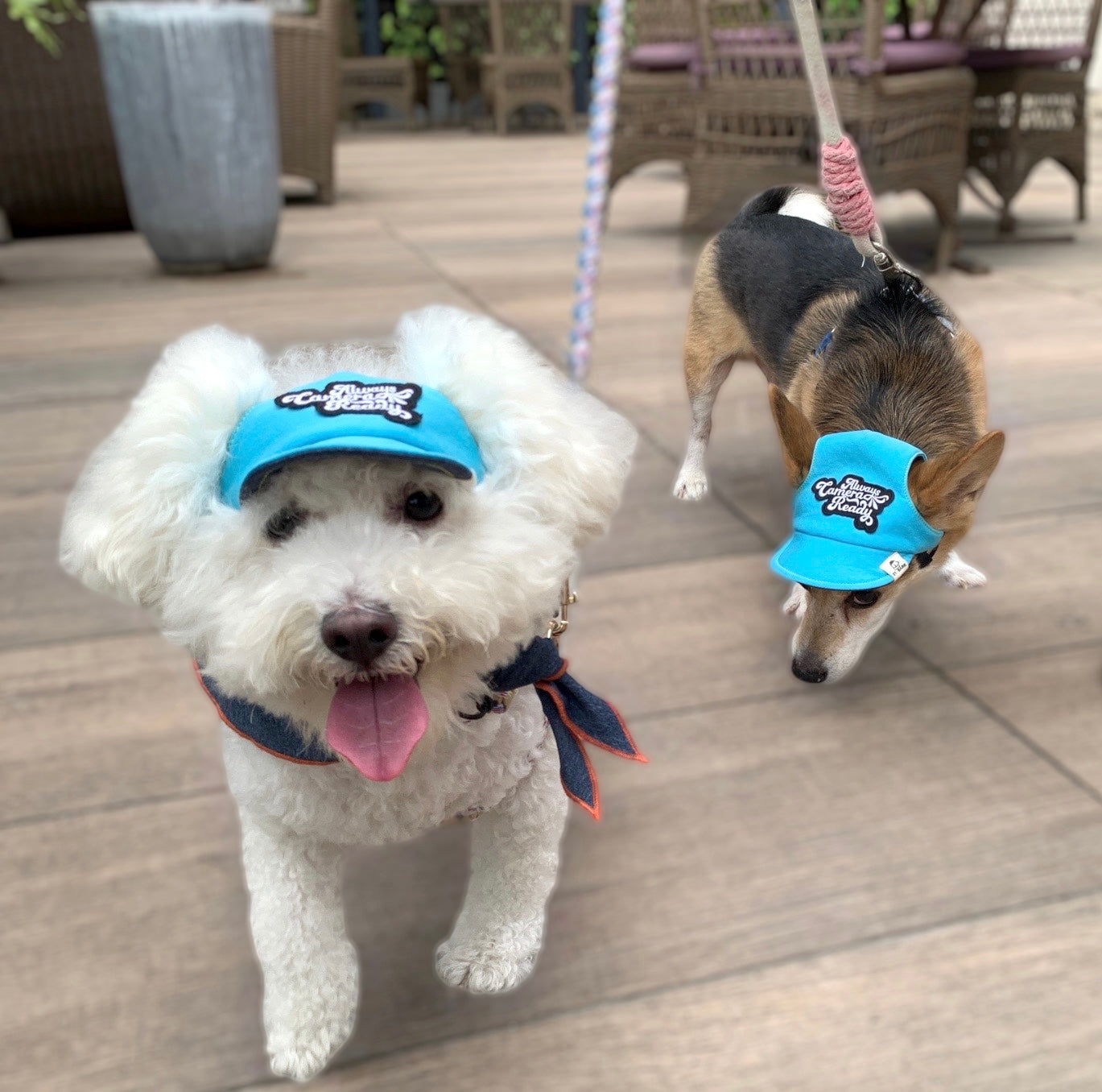 Oceana Blue x Blueberry Blue // dog hat