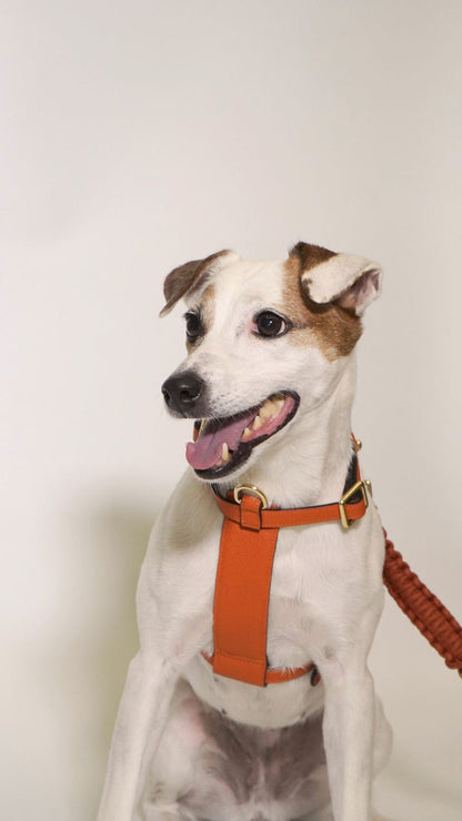 Handcrafted Leather Harness