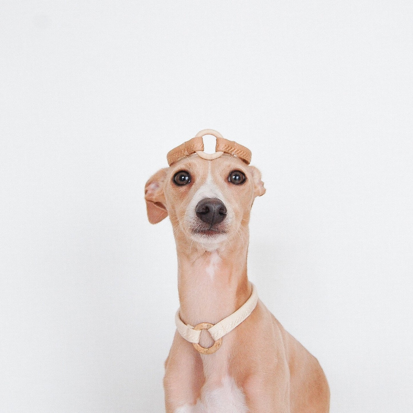 HUS // house collar