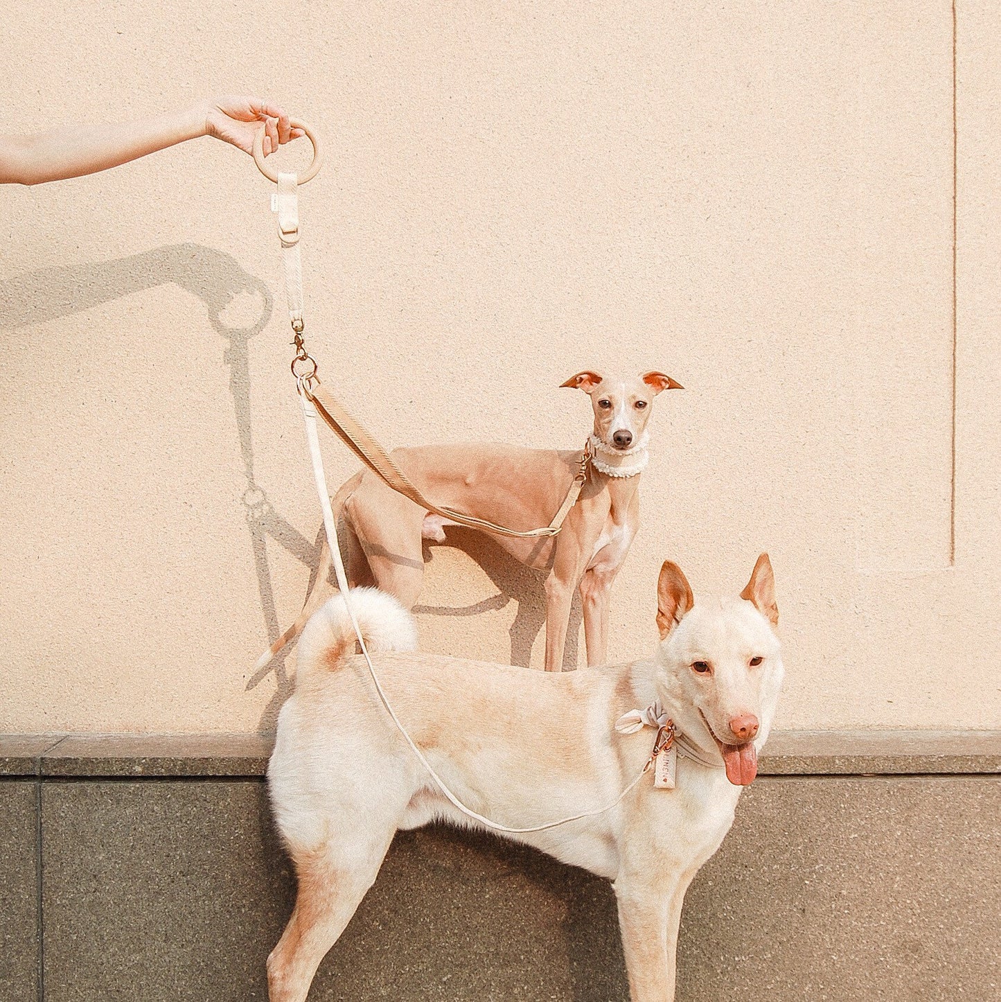 FJOL // traffic coupler leash