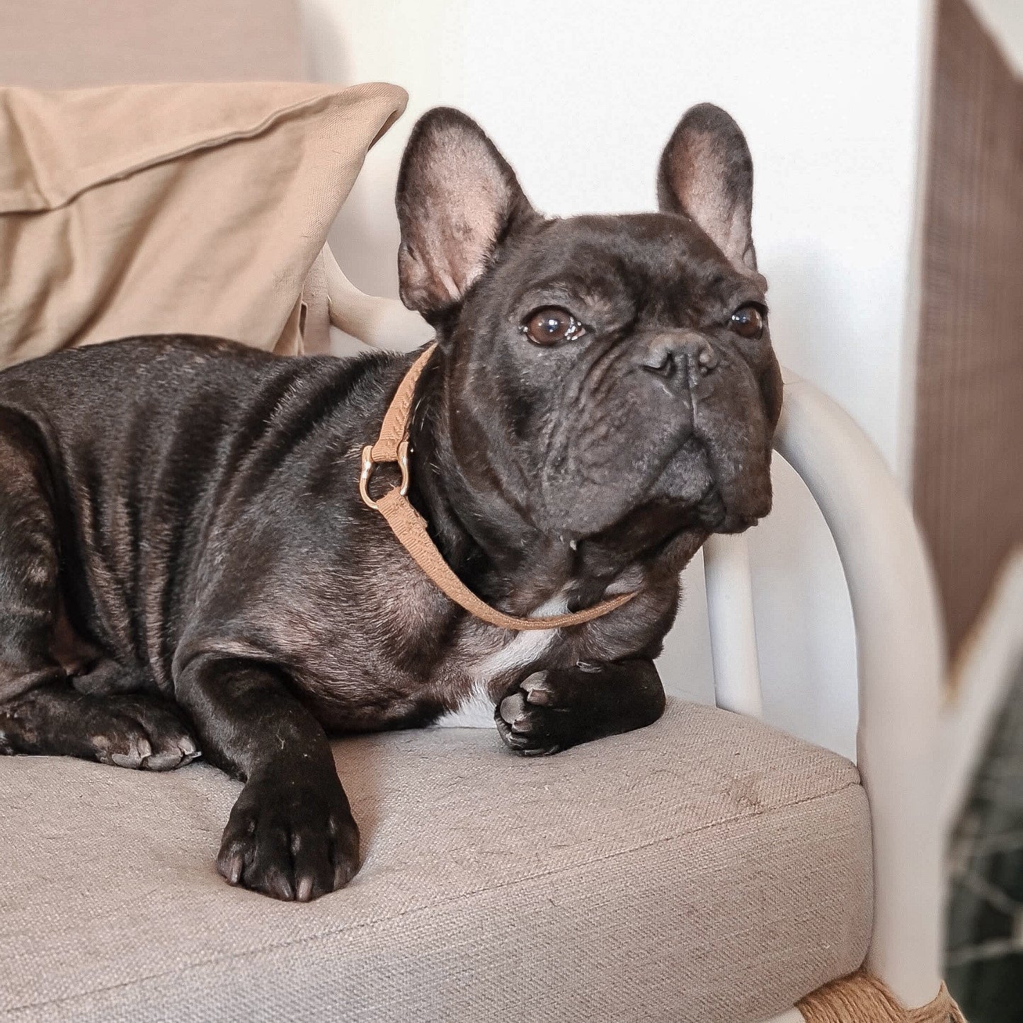HUS // house collar