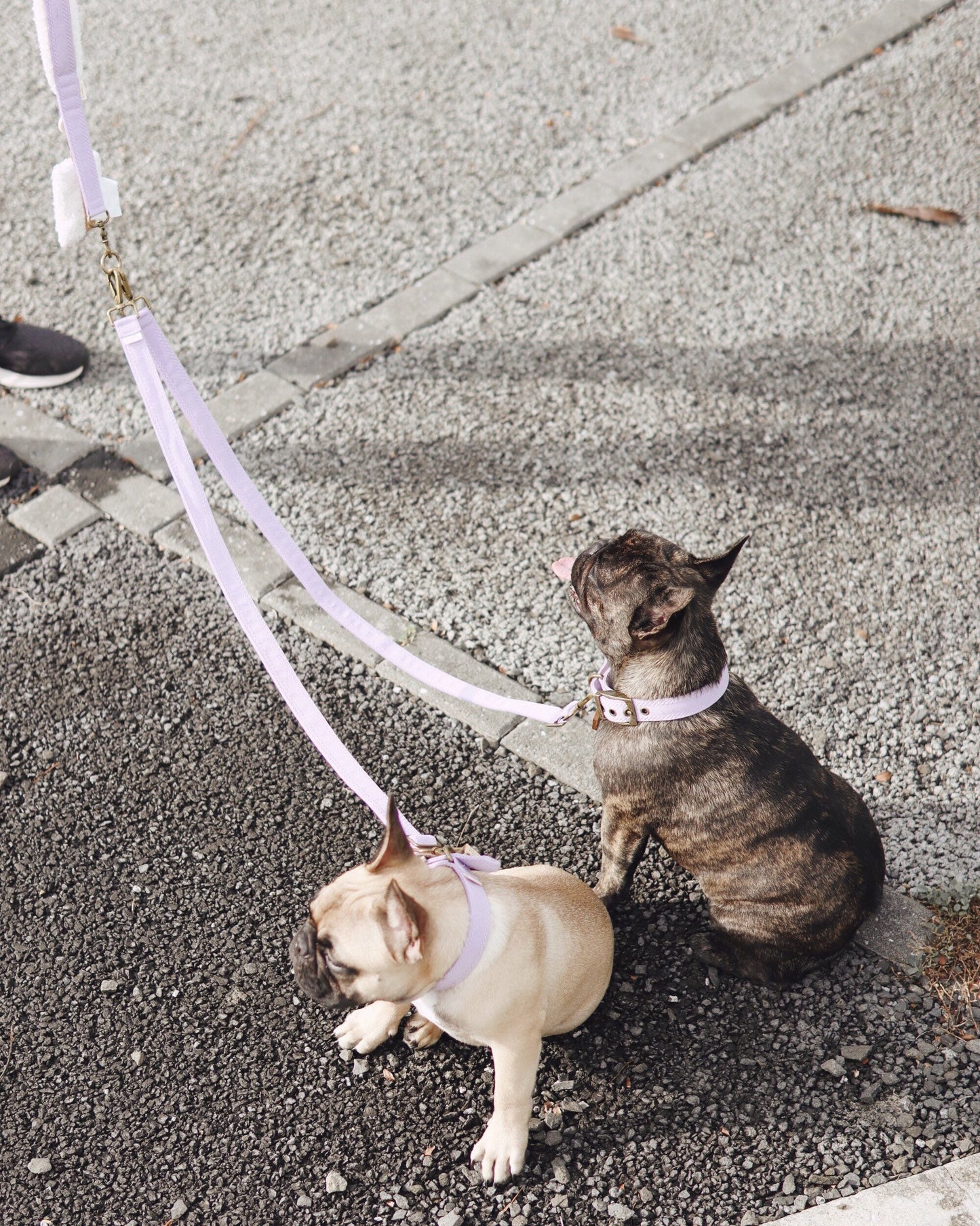 LIIK // traffic leash