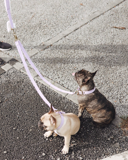 LIIK // traffic leash