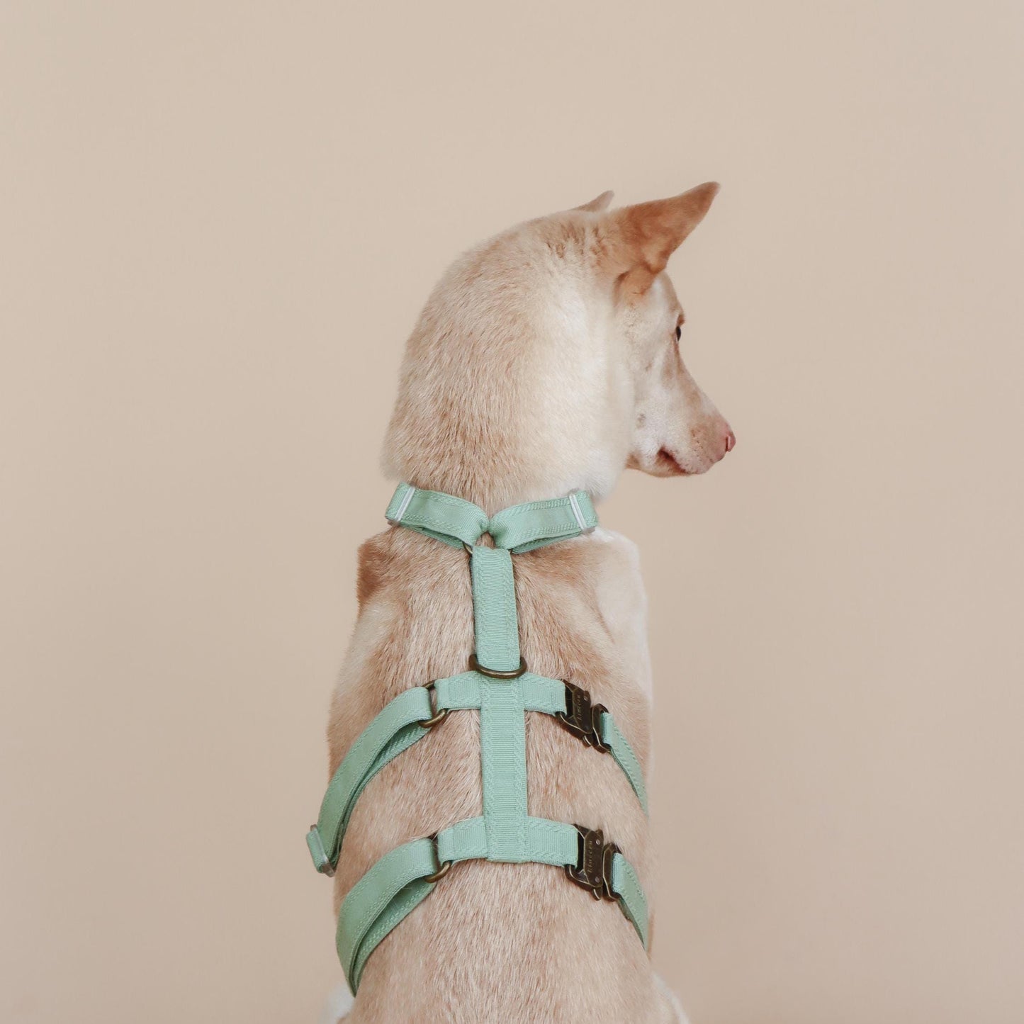 XII // plain escape-resistant harness