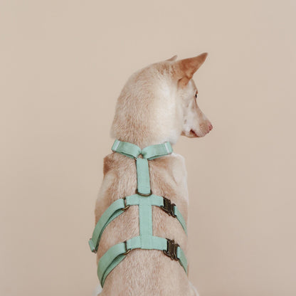 XII // plain escape-resistant harness