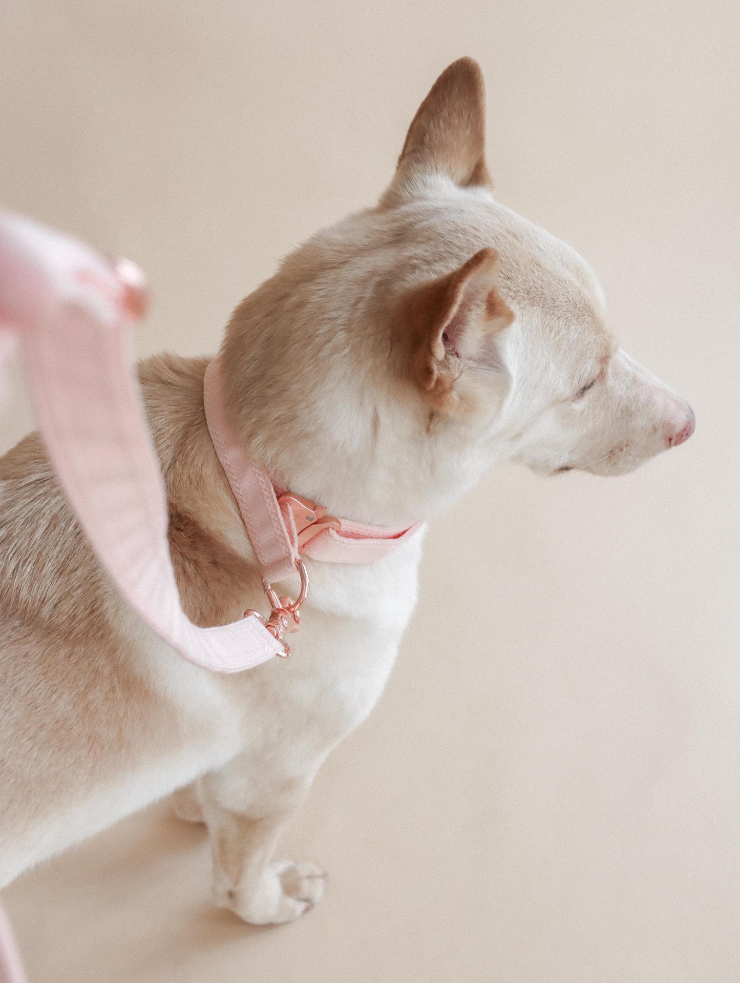 LIÉE // plain martingale collar