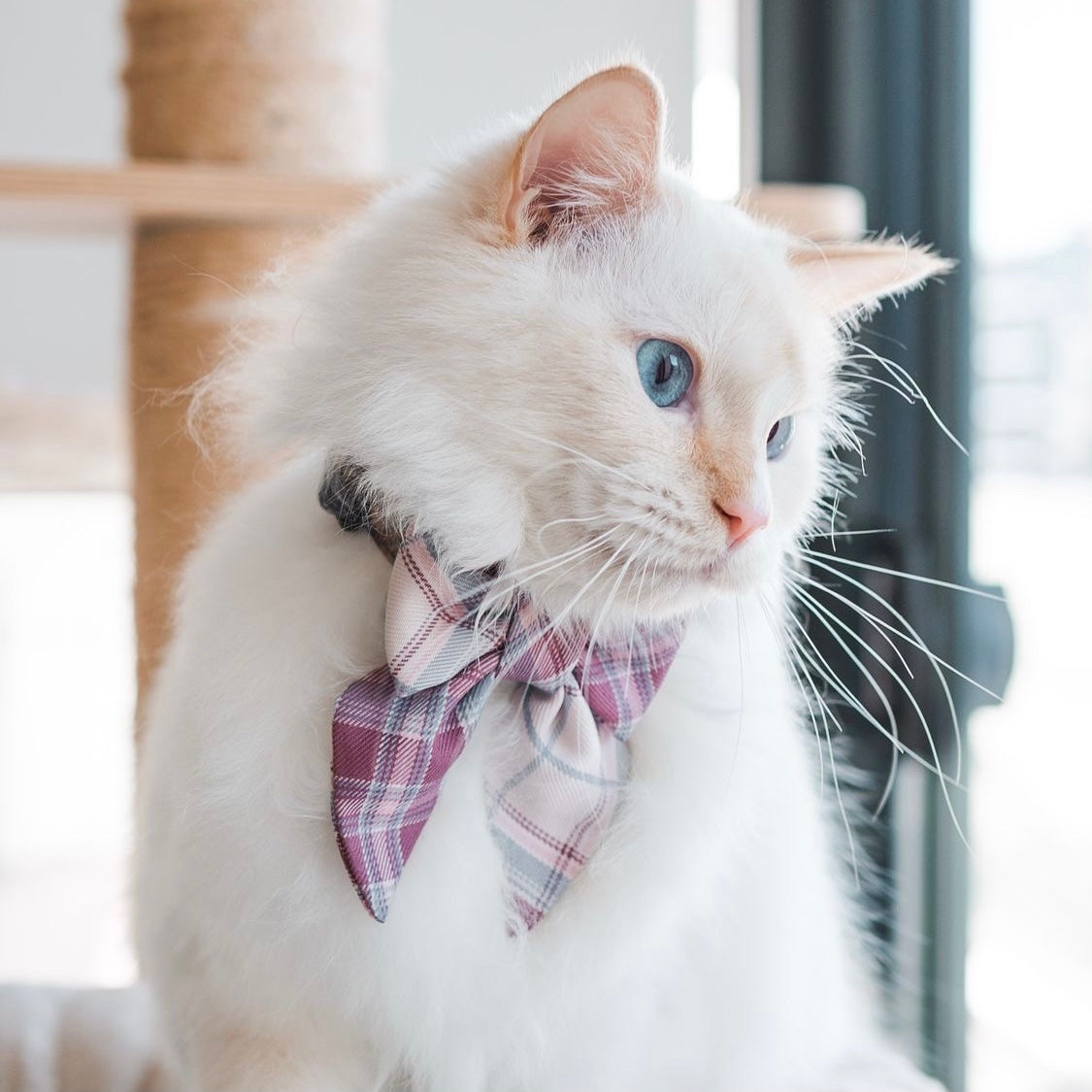 TOULOUSE // bow
