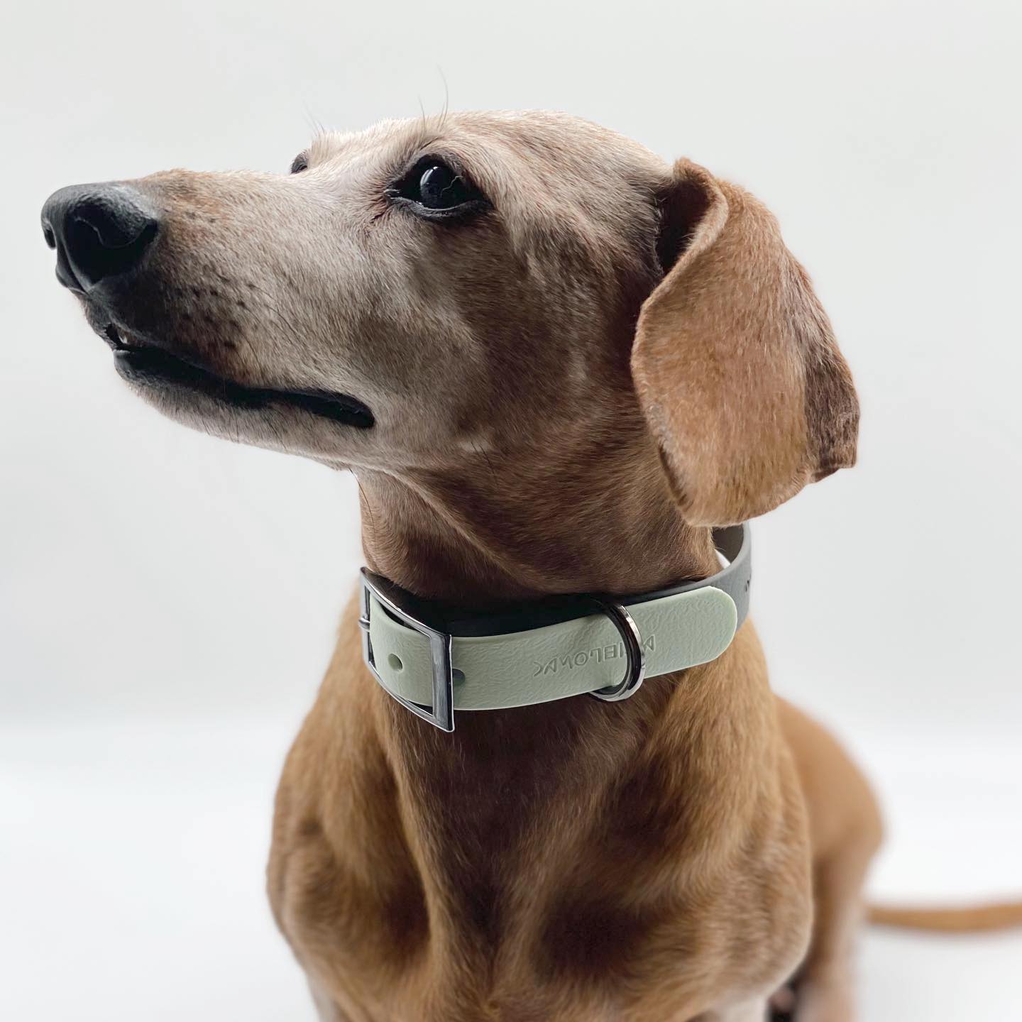 VOLO // adjustable collar