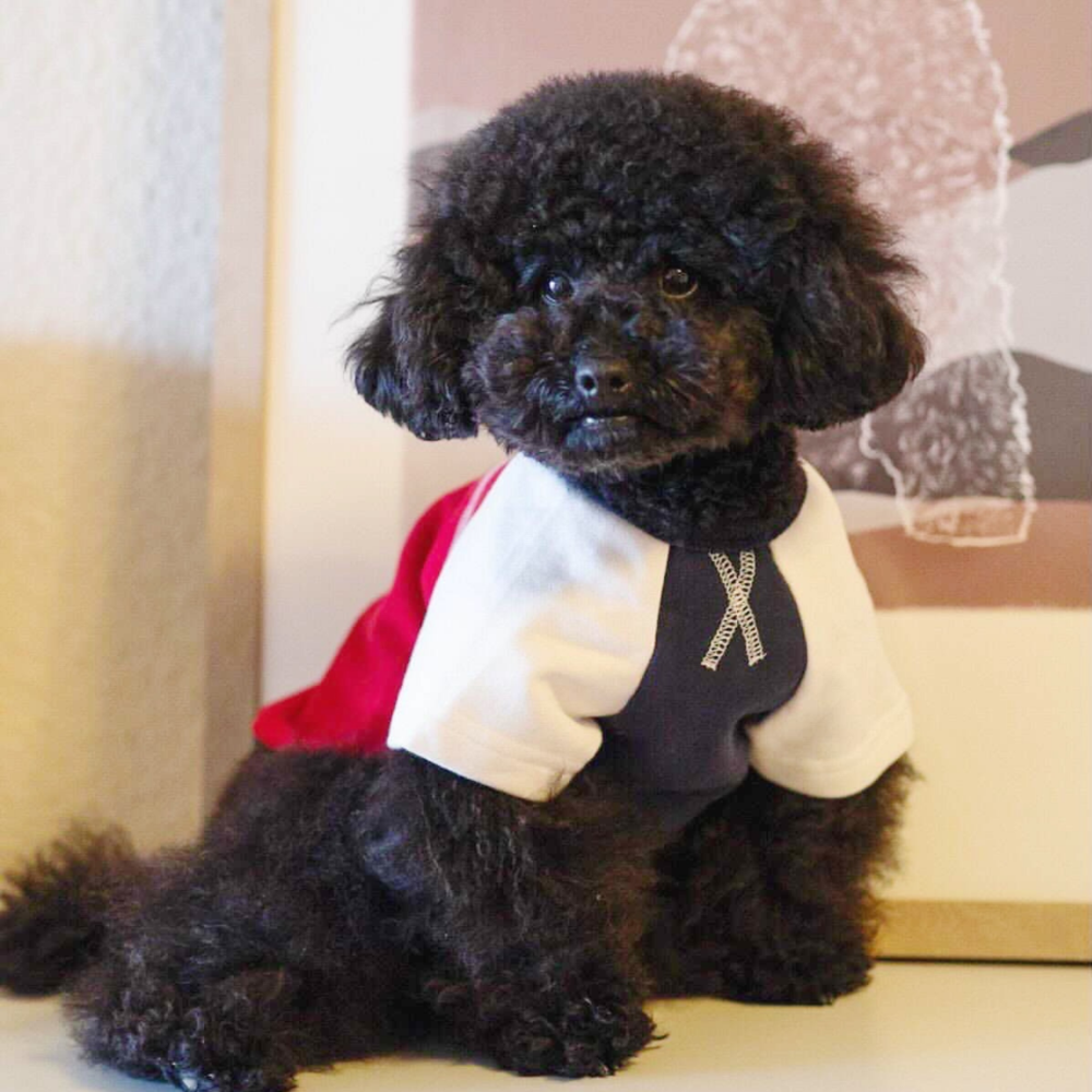 Pups Everywhere We Go Colorblock T-shirt