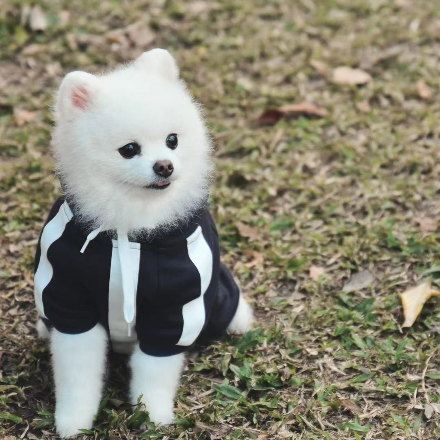 Pups Lounge All Day Hoodie