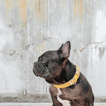 CLAI // classic collar