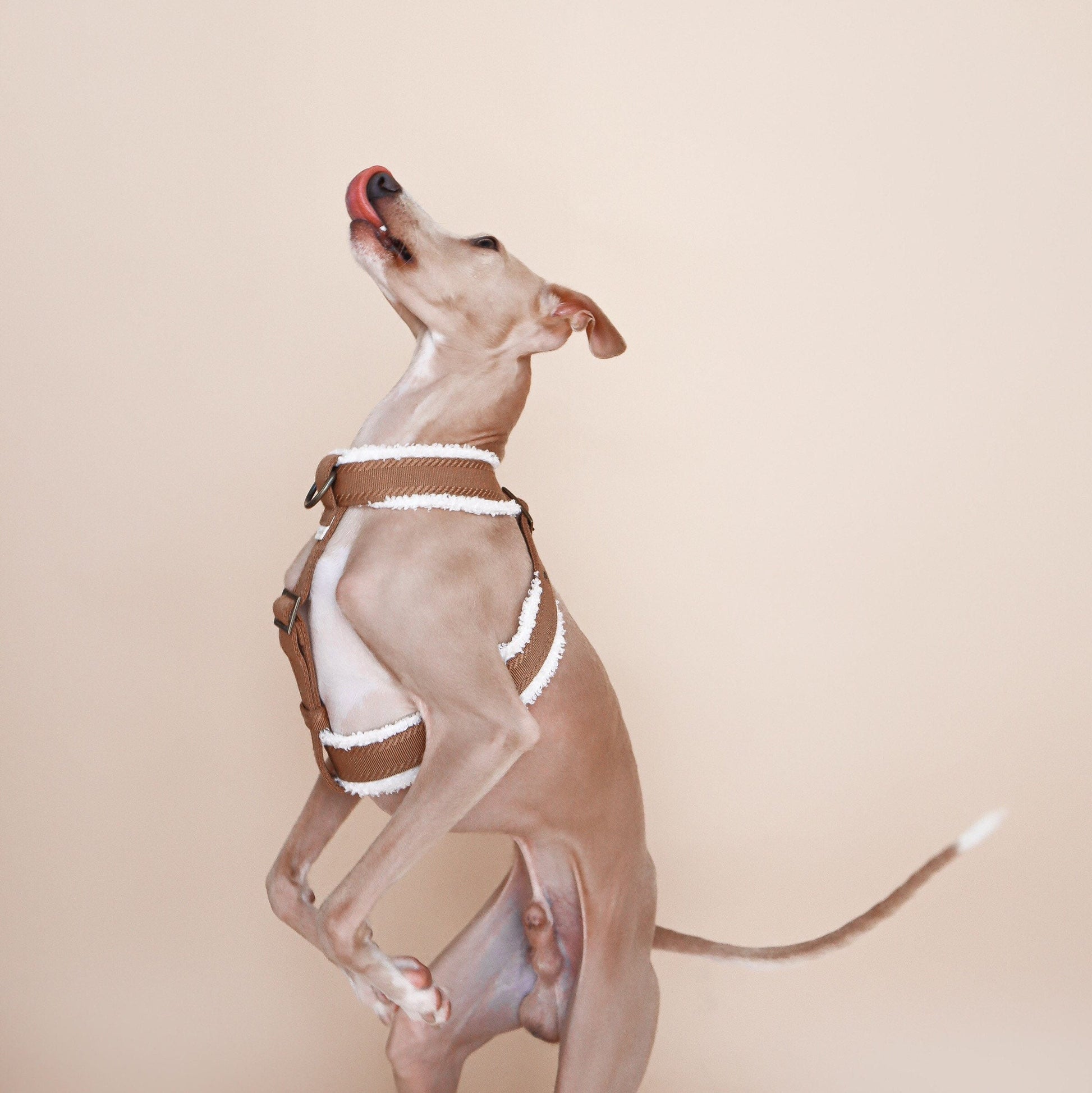 whippet dog wearing fluffy handcrafted harness
