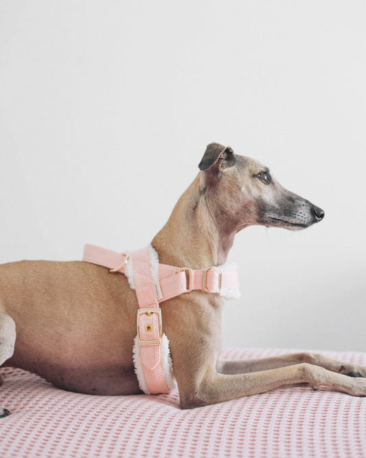 Short haired dog wearing the fluffy A harness