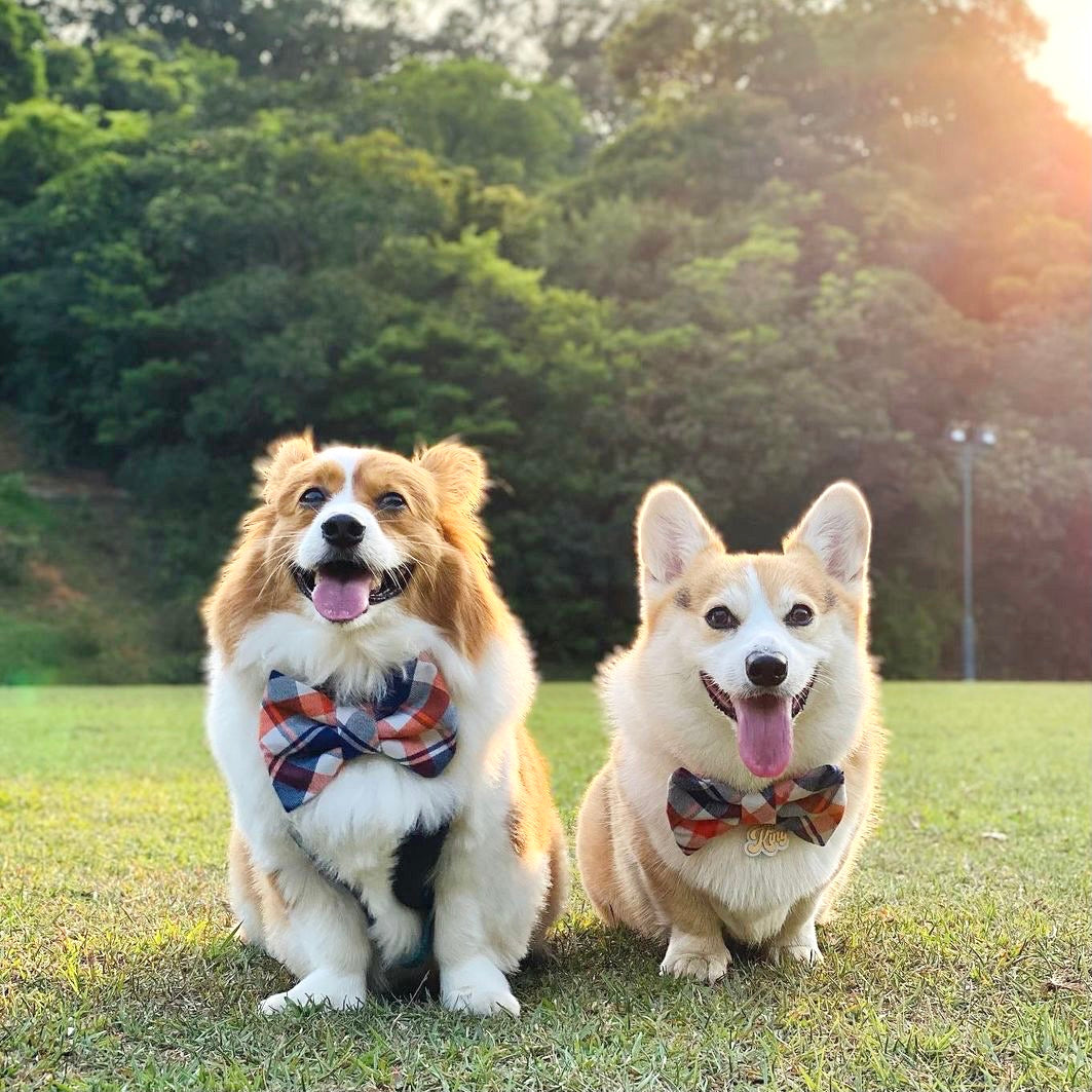 Two corgis wearing the Abu Dhabi pattern bow